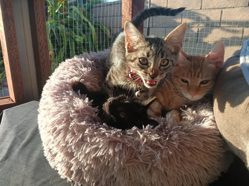 Pumpernickel thumbnail 5