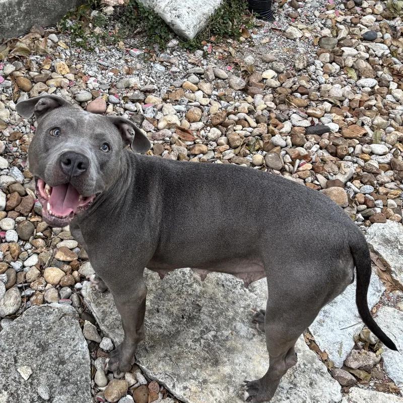 An adult medium-sized female Pit Bull Terrier dog named Charlotte for adoption in Dripping Springs, TX