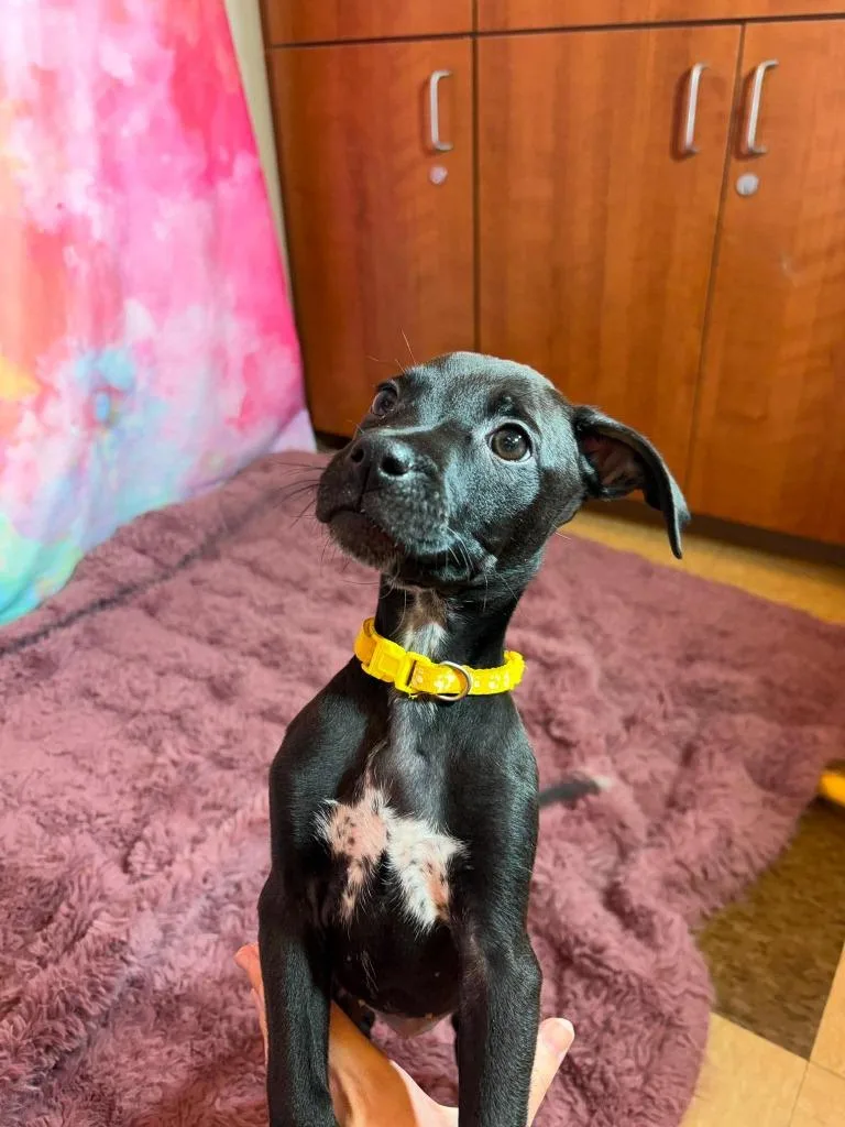 A baby medium-sized female Terrier dog named Monsoon for adoption in Wintersville, OH