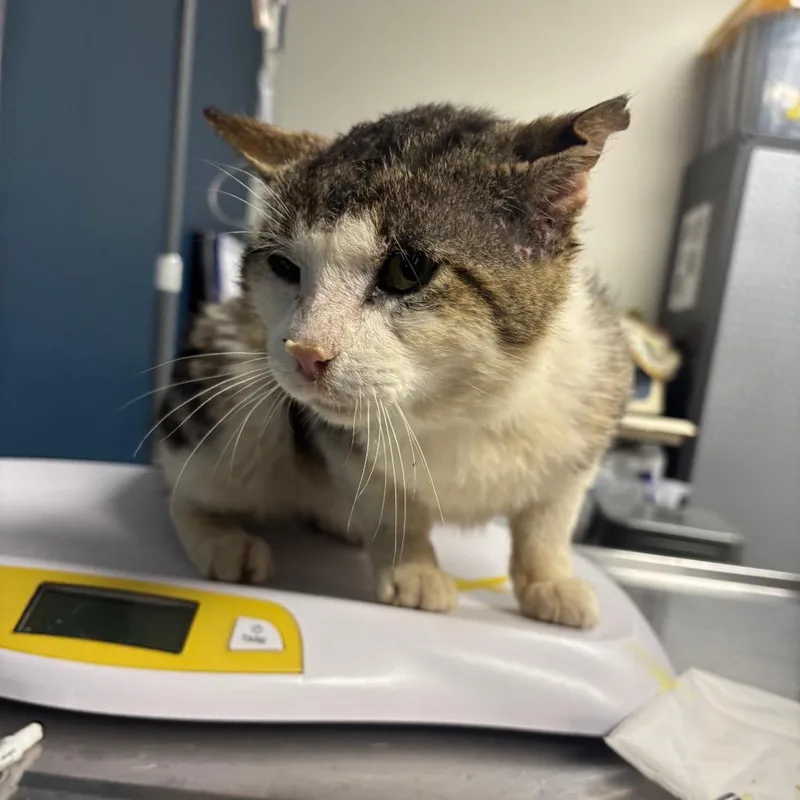 An adult large-sized male Brown / Chocolate Domestic Short Hair cat named A. A. Ron for adoption in Newark, NJ