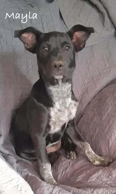 A baby medium-sized female Mixed Breed dog named Mayla for adoption in Waunakee, WI