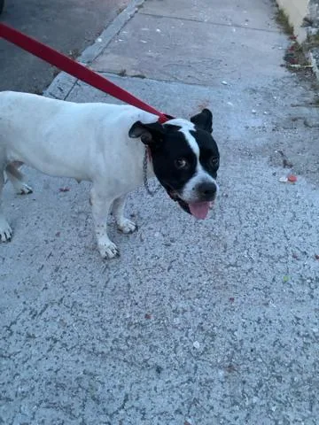 An adult large-sized female Mixed Breed dog named Roggie for adoption in West Palm Beach, FL