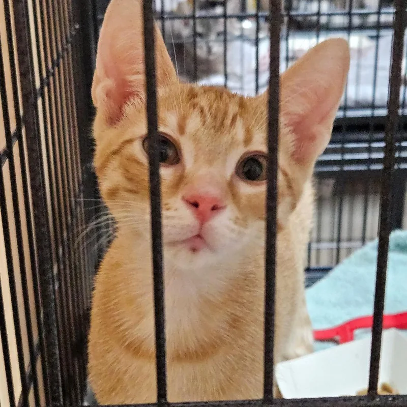 A baby small-sized male Orange / Red Domestic Short Hair cat named River for adoption in Austin, TX