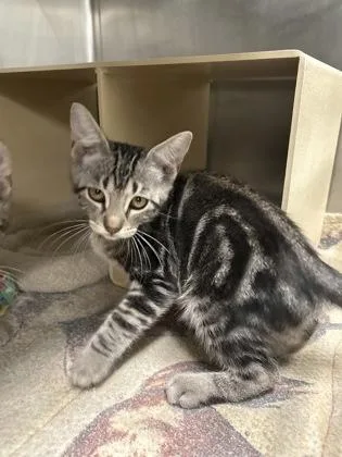 A baby medium-sized male Domestic Short Hair cat named Fritz for adoption in Picayune, MS