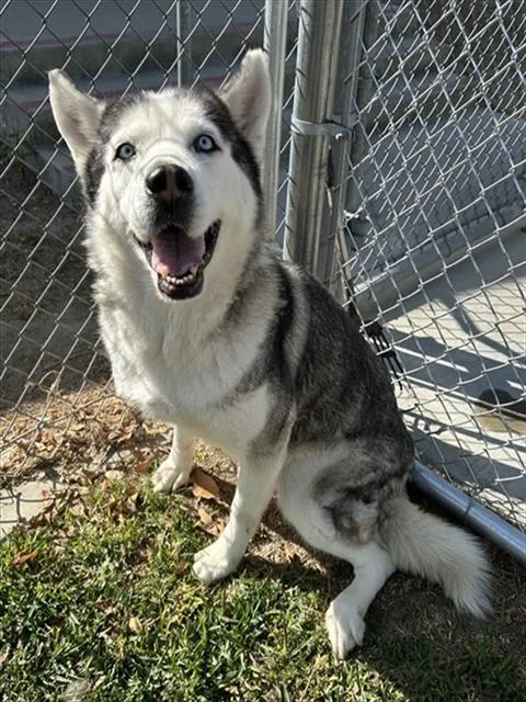 An adult large-sized female Siberian Husky dog named Layla for adoption in Riverside, CA