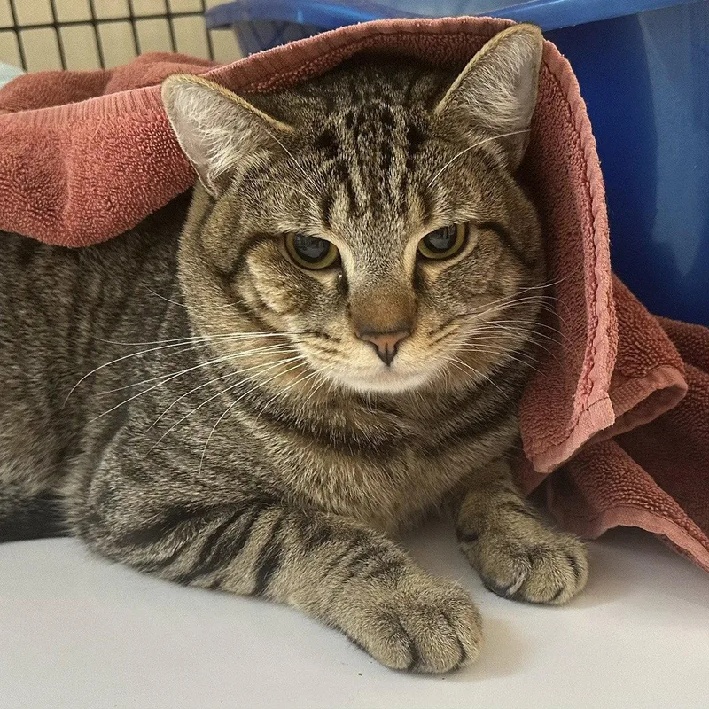 An adult large-sized male Domestic Short Hair cat named Albert for adoption in Burlingame, CA