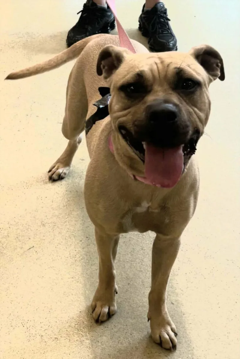 A young medium-sized female Pit Bull Terrier dog named Ramen for adoption in Hagerstown, MD