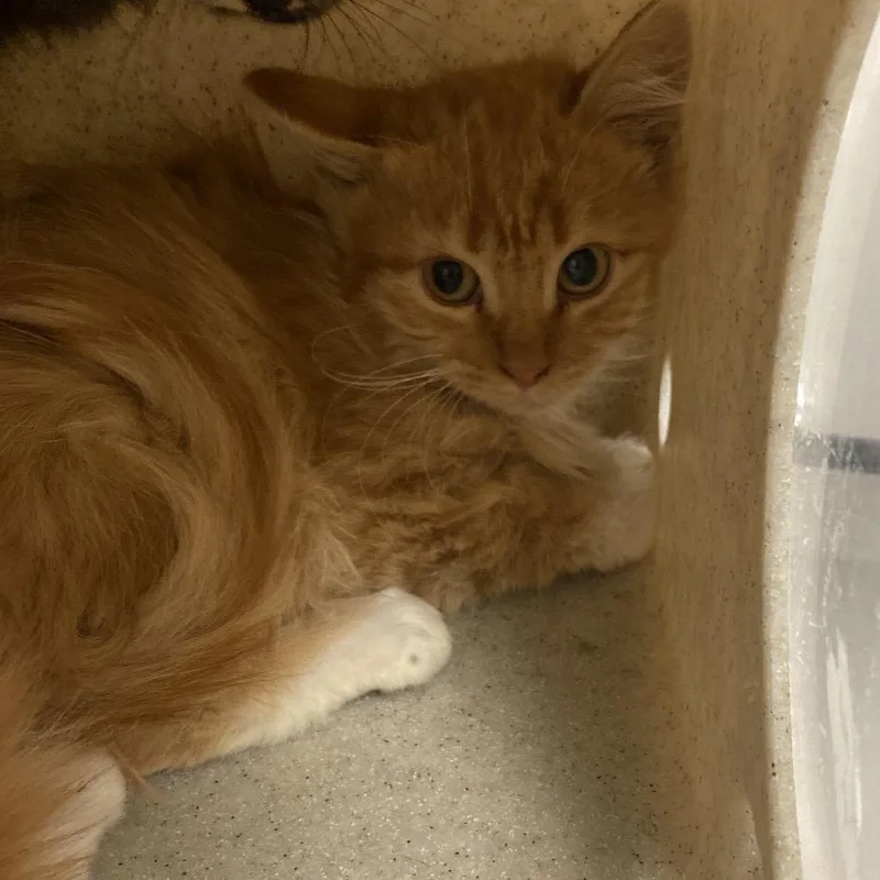 A baby small-sized female Domestic Medium Hair cat named Hollywood for adoption in Reno, NV