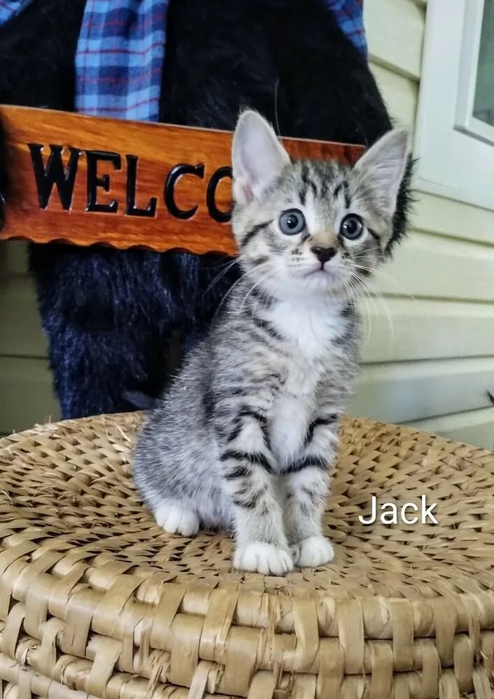 A baby small-sized male Gray / Blue / Silver Domestic Short Hair cat named Jack for adoption in WARNER ROBINS, GA