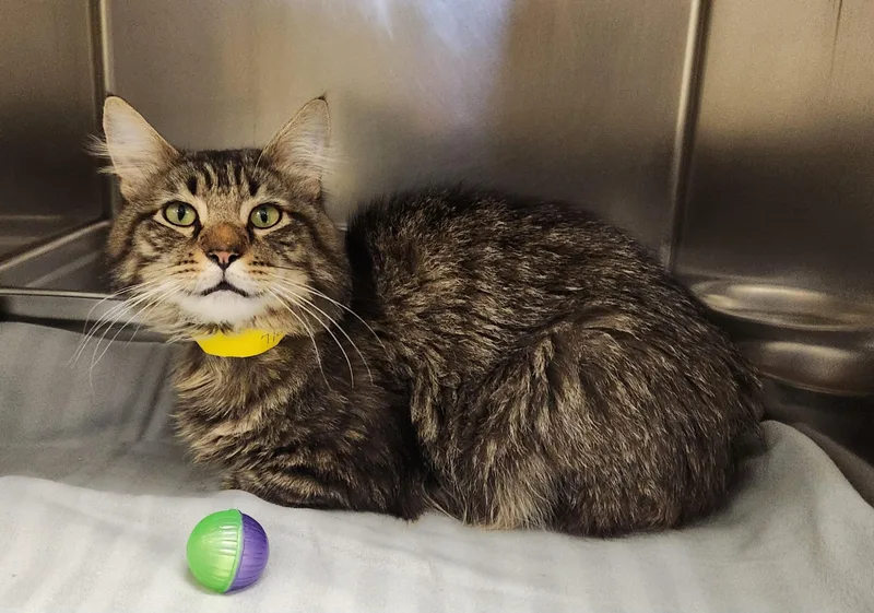 An adult medium-sized male Tabby (Brown / Chocolate) Domestic Long Hair cat named Theo for adoption in Clayton, NJ