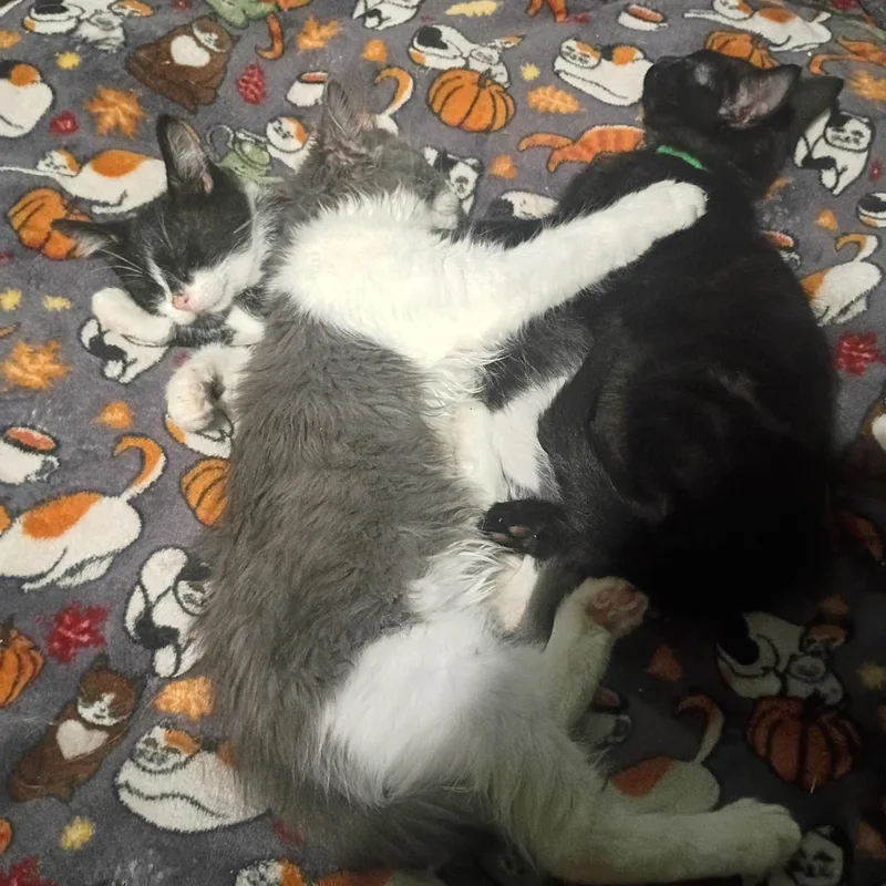 A baby medium-sized female Gray & White Domestic Long Hair cat named Cheesecake for adoption in Pocatello, ID