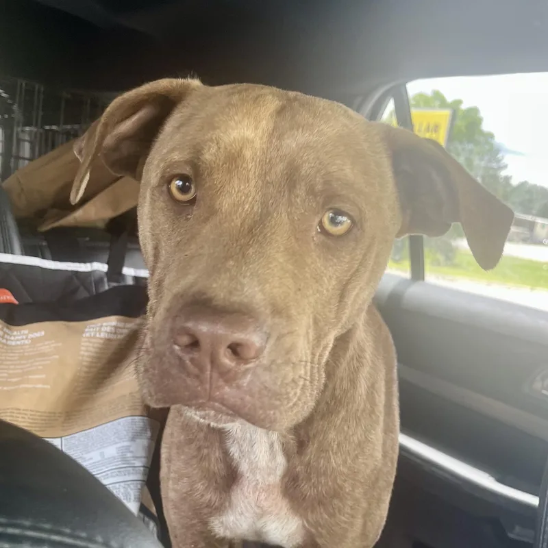 An adult medium-sized male Brown / Chocolate Mixed Breed dog named Zeus for adoption in Brewton, AL