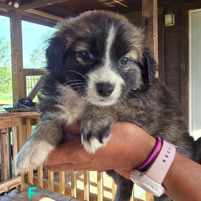 Isla