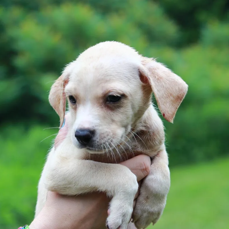 A baby small-sized male Yellow / Tan / Blond / Fawn Labrador Retriever dog named CT Toast avail Jul for adoption in Stormville, NY