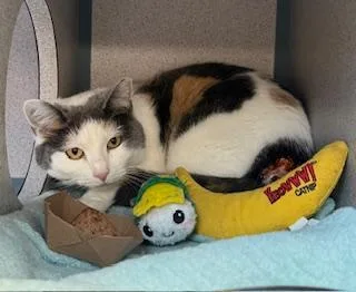 A young small-sized female Domestic Short Hair cat named Hazel for adoption in Aliquippa, PA