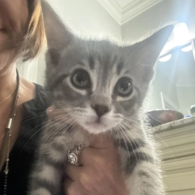 A baby small-sized female Brown / Chocolate Domestic Short Hair cat named Fajita for adoption in Brownsboro, AL