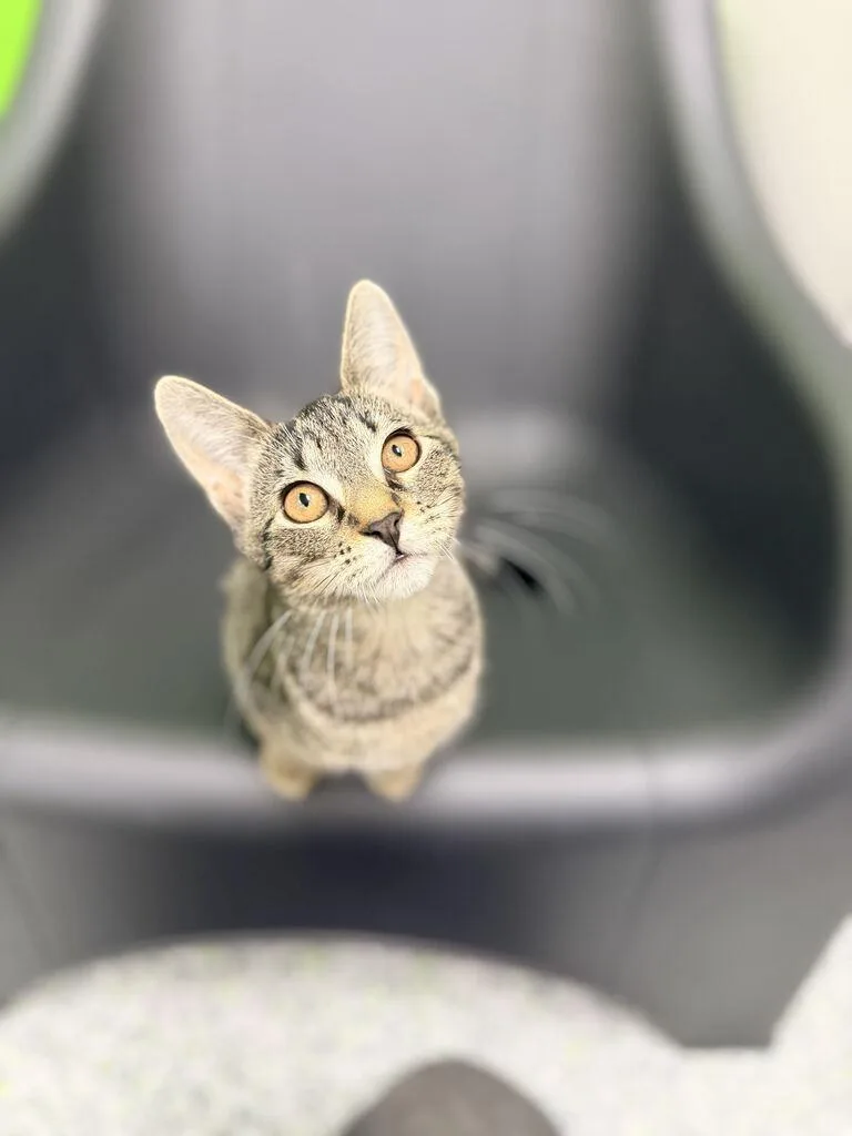A young medium-sized female Domestic Short Hair cat named Geri for adoption in Jackson, MI