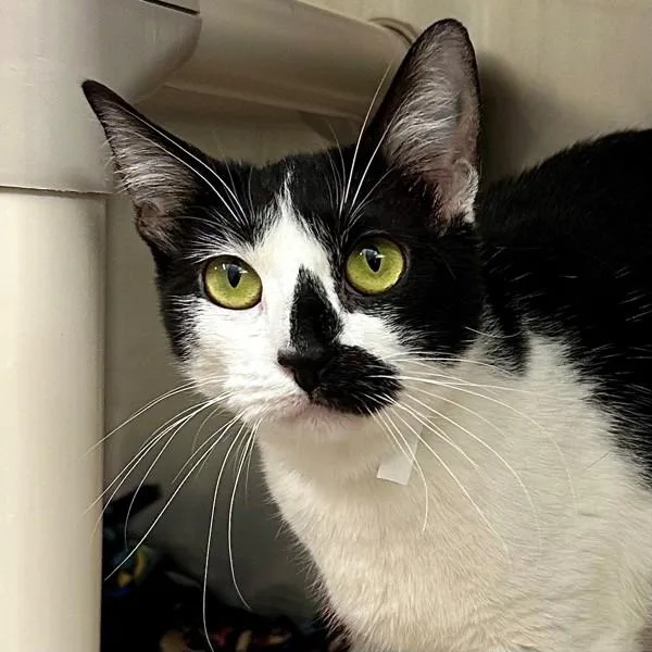 A young medium-sized female Domestic Short Hair cat named Astra for adoption in Walnut Creek, CA