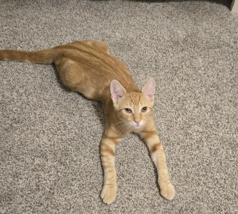 A baby medium-sized male Tabby (Orange / Red) Domestic Short Hair cat named Habanero for adoption in Norco, CA