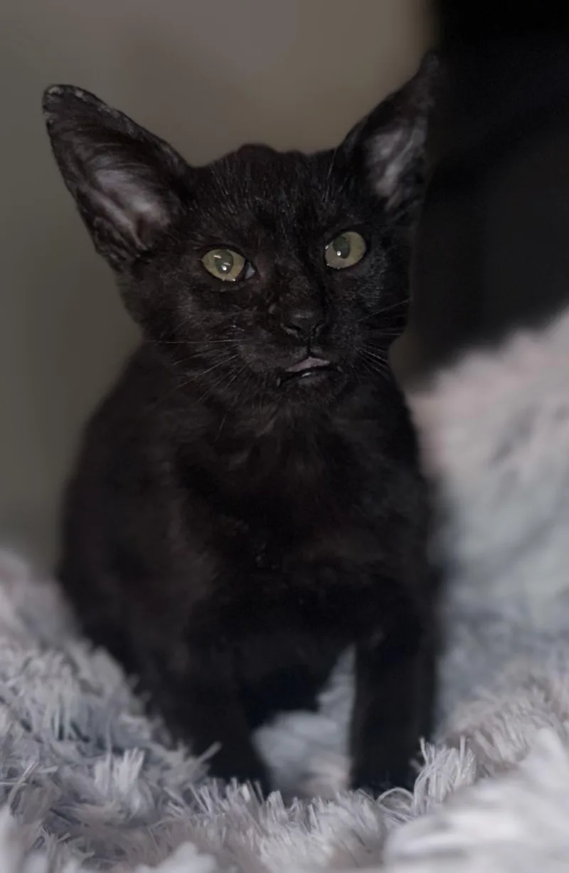 Bagherra thumbnail 2