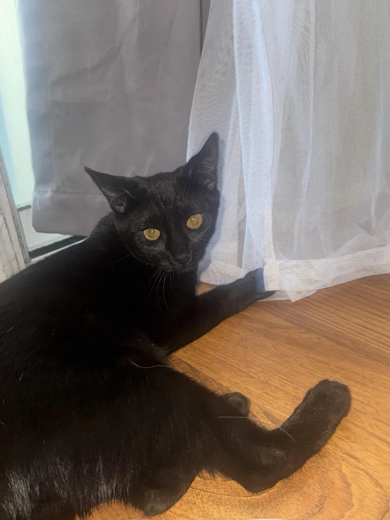 Bagherra thumbnail 3