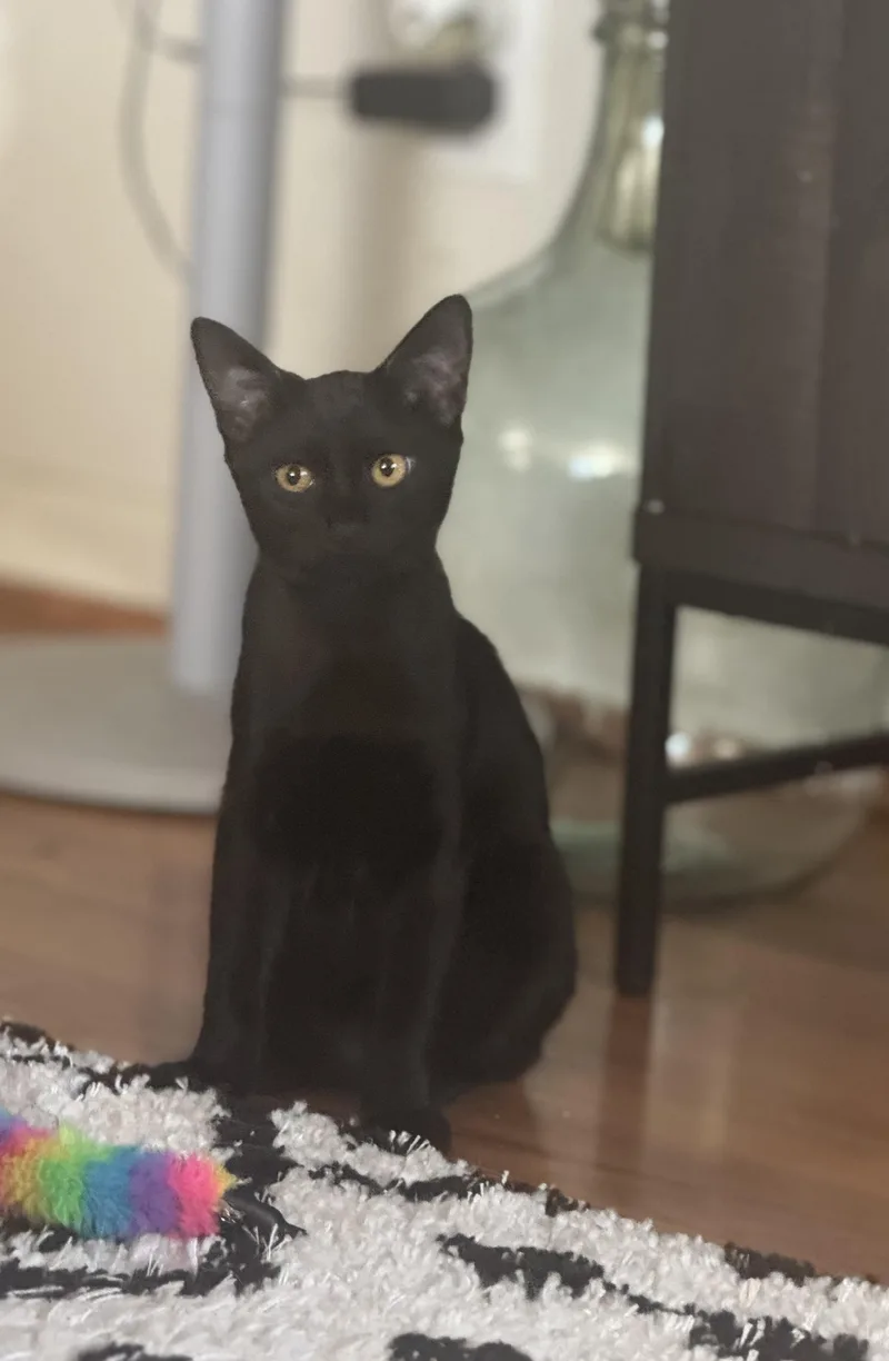 Bagherra thumbnail 4