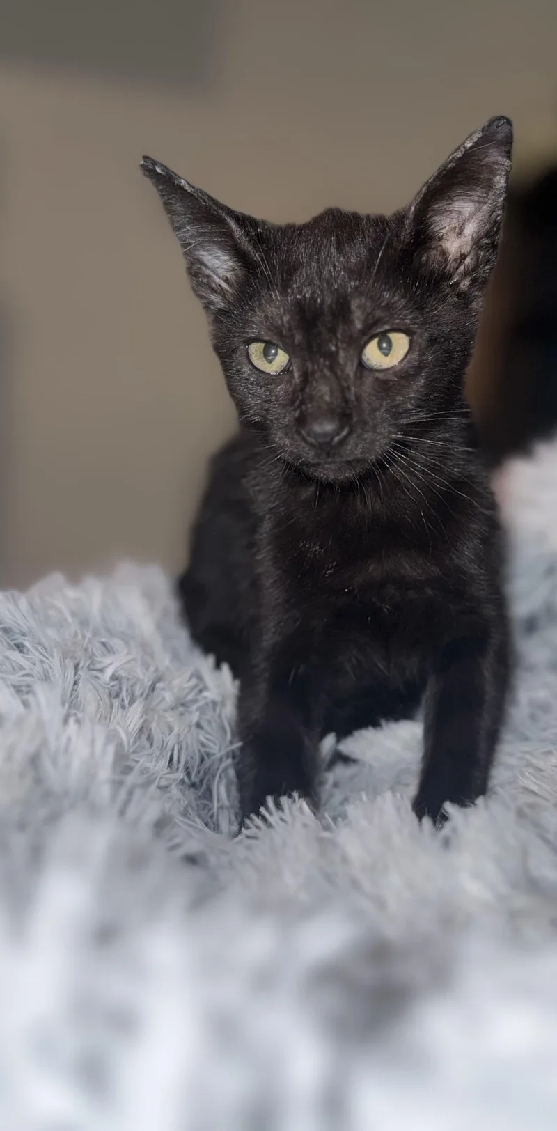 Bagherra thumbnail 5