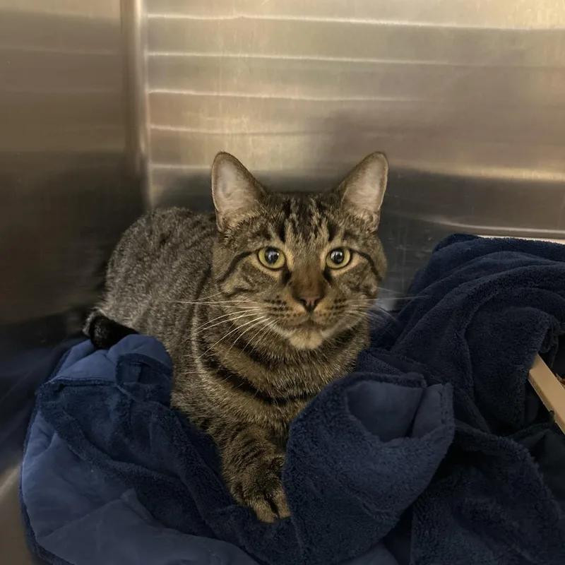 An adult large-sized male Domestic Short Hair cat named Milo for adoption in Bedford, NH