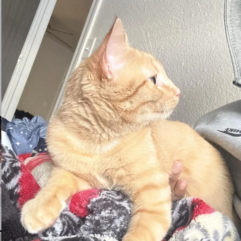 A young large-sized male Orange / Red Domestic Short Hair cat named Nimbus for adoption in Rochester, MN