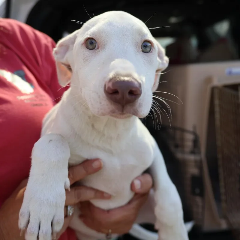 A baby small-sized female White / Cream Labrador Retriever dog named Aurora for adoption in Briarcliff Manor, NY
