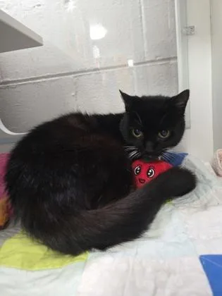 Mittens thumbnail 3