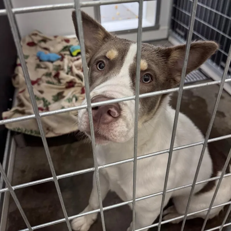 A young medium-sized female Husky dog named Luna for adoption in Wadena, MN