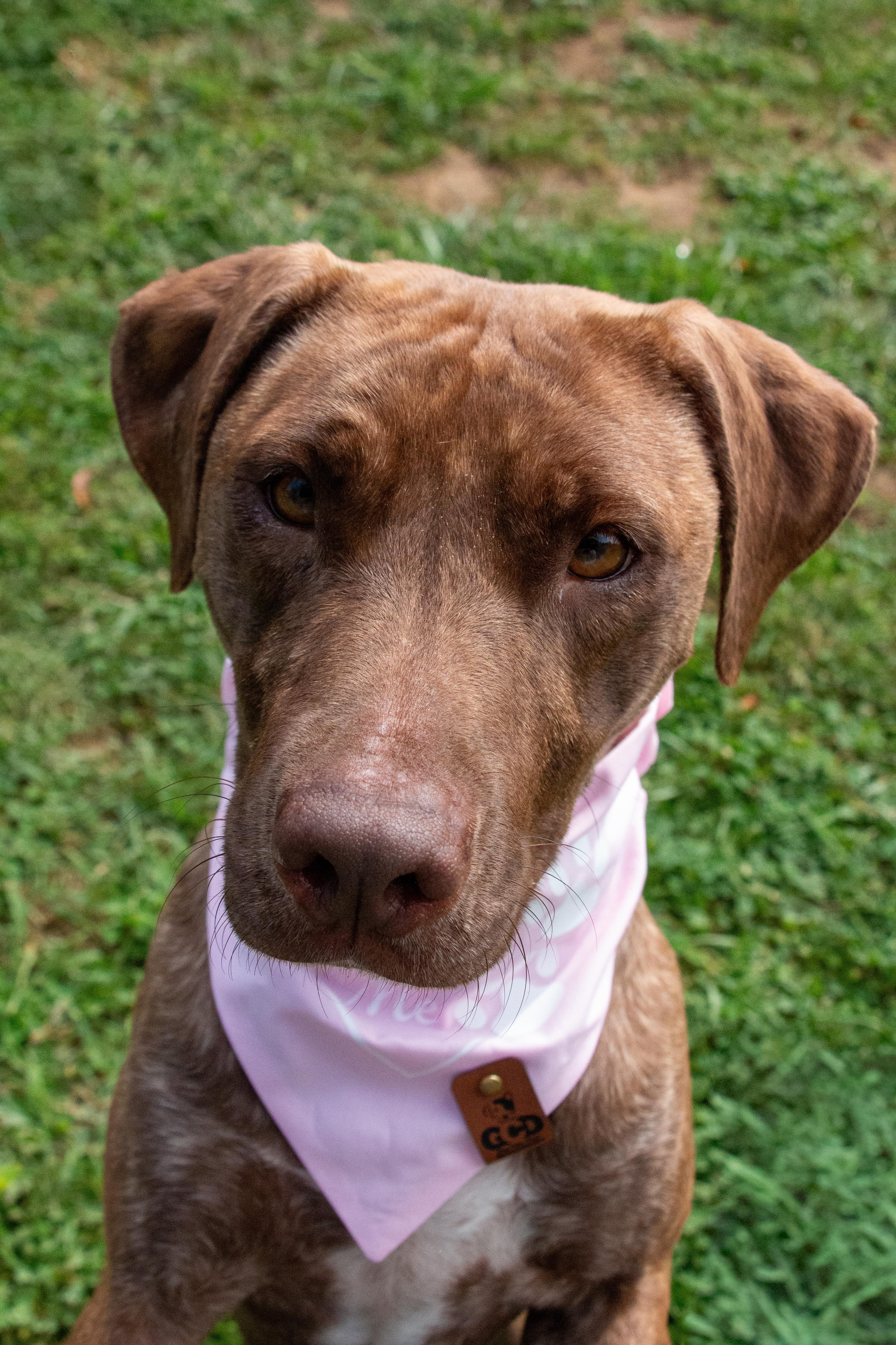 An adult medium-sized female American Staffordshire Terrier dog named Carol Sweet Love Bug for adoption in Houston, TX