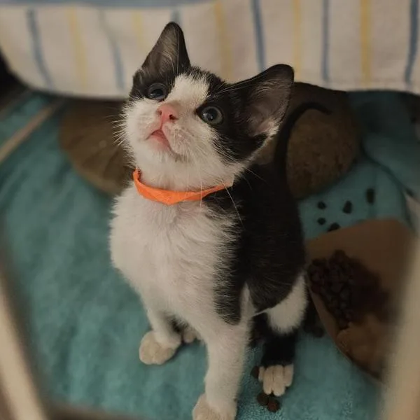 A baby medium-sized female Domestic Short Hair cat named Rose for adoption in Dublin, CA