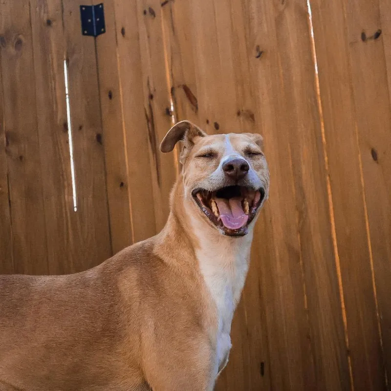 Arnold Jum thumbnail 3