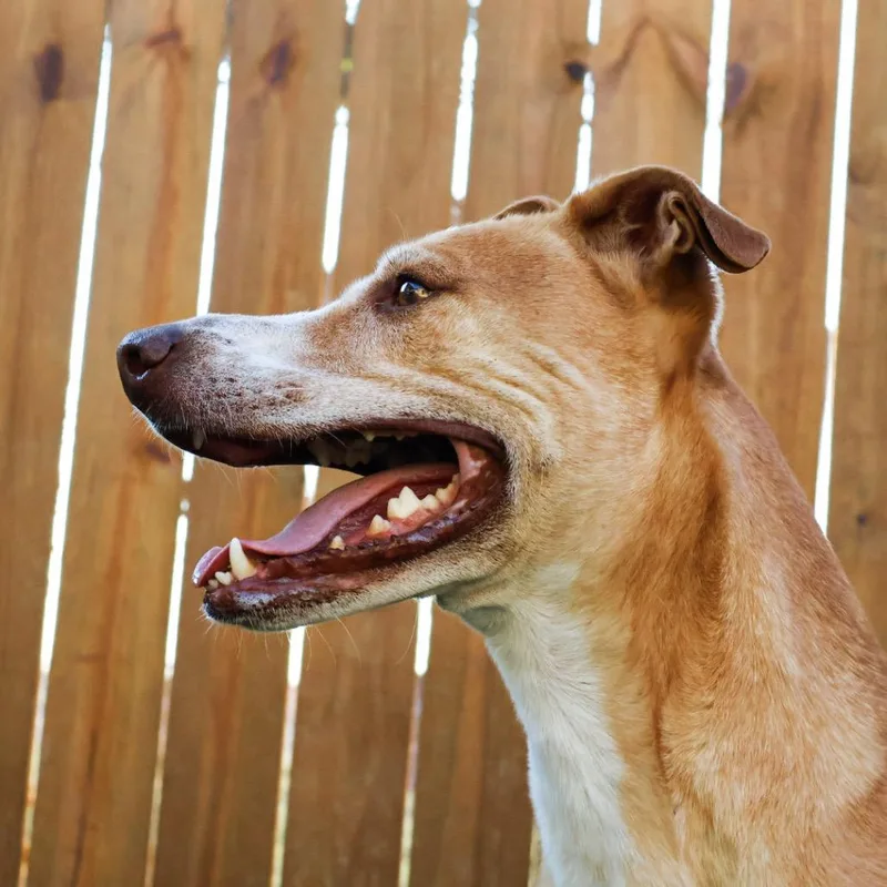 Arnold Jum thumbnail 5