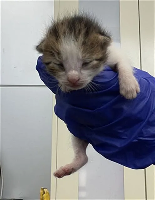 A baby medium-sized female Domestic Short Hair cat named Sky for adoption in Dallas, TX