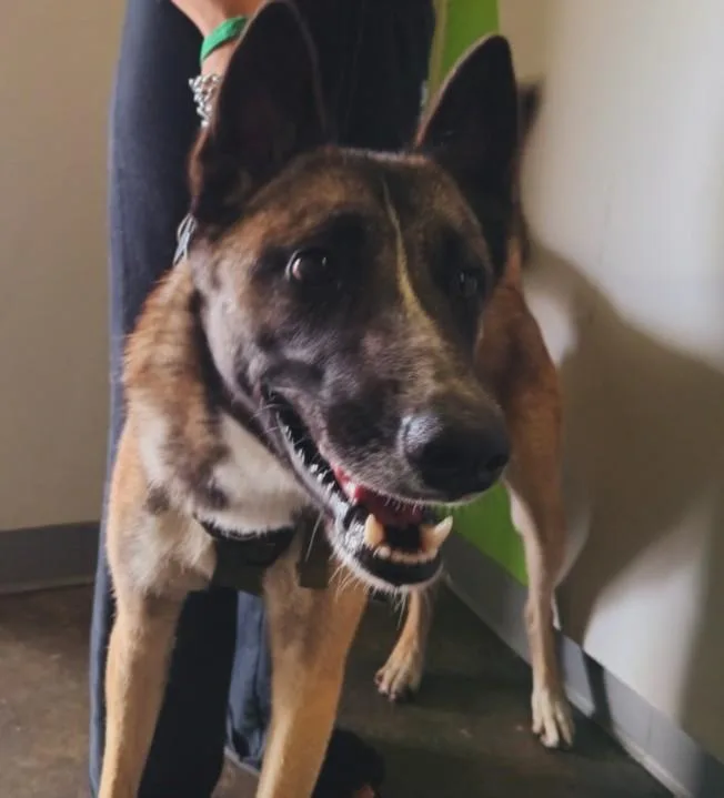 An adult large-sized male Belgian Shepherd / Malinois dog named A for adoption in Los Angeles, CA