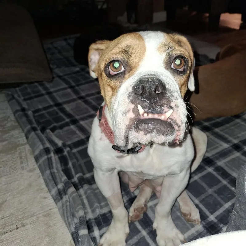 An adult medium-sized female White / Cream English Bulldog dog named Roxanne for adoption in Wadena, MN