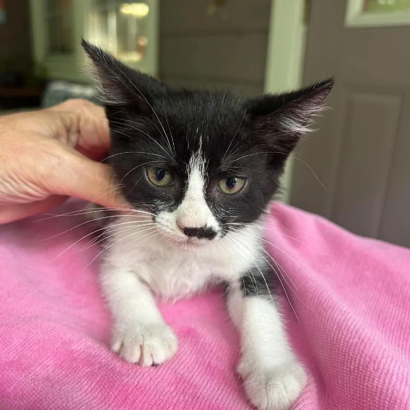 A baby small-sized female Black Domestic Short Hair cat named Olivia for adoption in Bastrop, TX