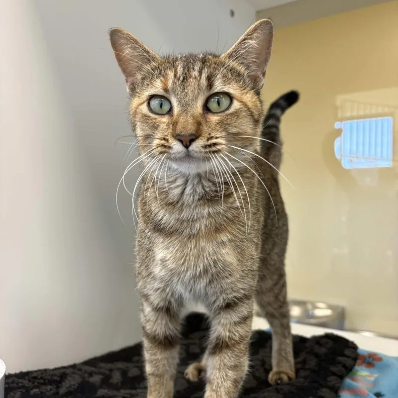 An adult medium-sized female Brown / Chocolate Domestic Short Hair cat named Cat Woman for adoption in Beaumont, TX