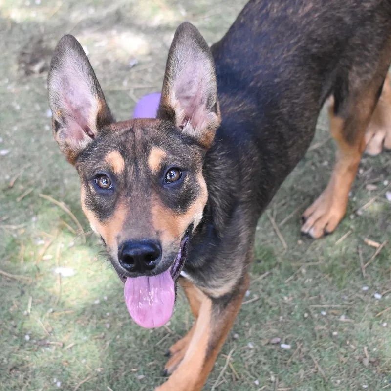 A young medium-sized male Black Australian Kelpie dog named Crush Butler Campus for adoption in Flagstaff, AZ