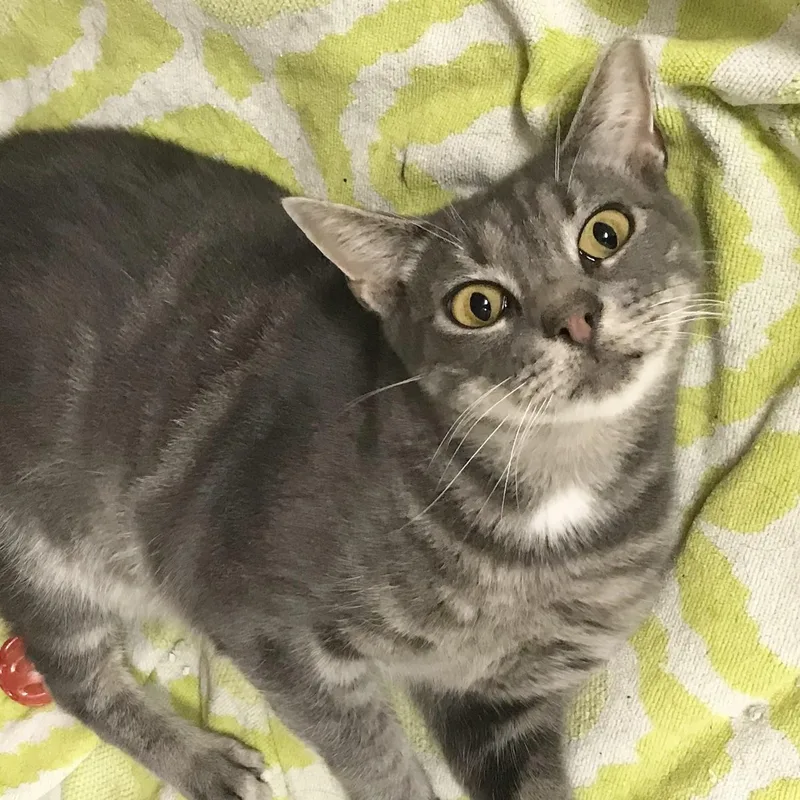 An adult medium-sized female Tabby (Gray / Blue / Silver) Domestic Short Hair cat named Dasha for adoption in Philadelphia, PA