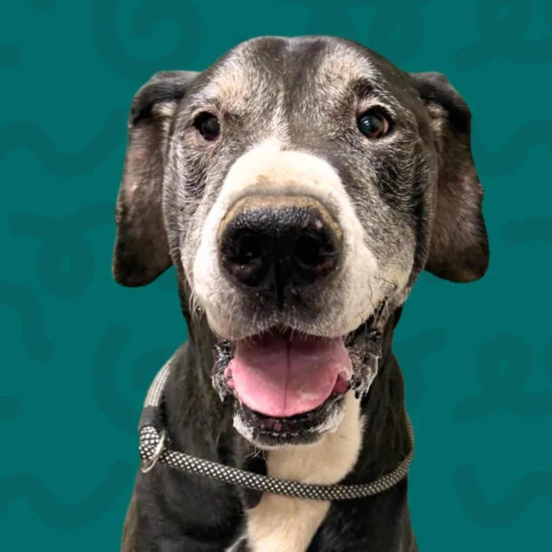 A senior extra large-sized male Black Great Dane dog named Mac for adoption in Reno, NV