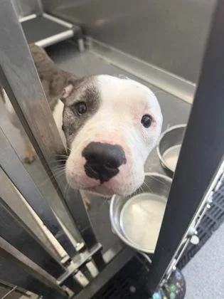 An adult small-sized female Mixed Breed dog named Zoee for adoption in West Chester, PA