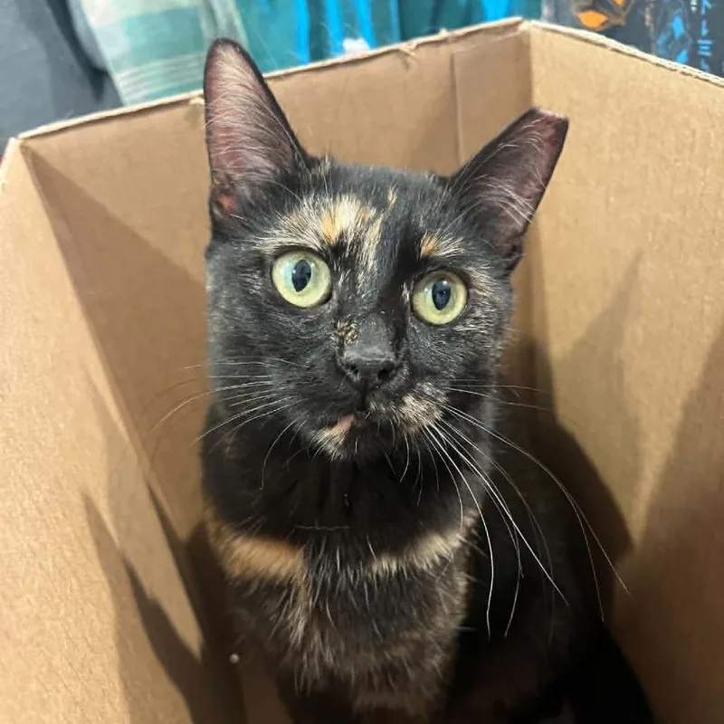 A baby small-sized female Tortoiseshell Domestic Short Hair cat named Serafina for adoption in Reisterstown, MD