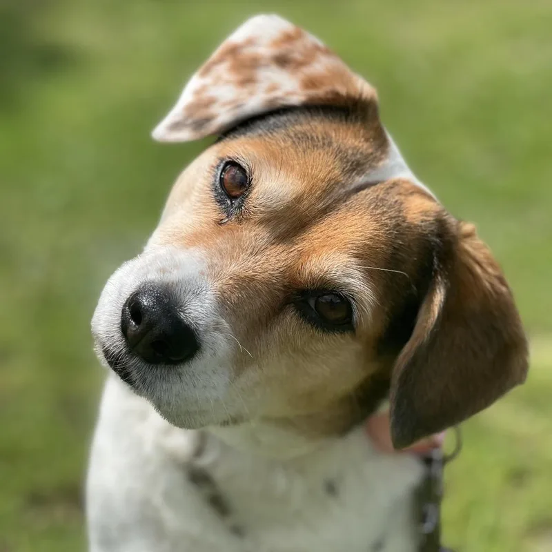 A senior medium-sized female Brown / Chocolate Beagle dog named Bindi for adoption in Austin, TX