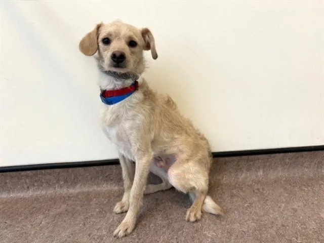 A young small-sized male Terrier dog named Teddy for adoption in Saint Louis, MO