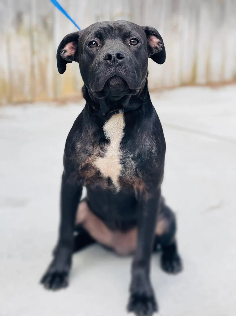 A young medium-sized male Pit Bull Terrier dog named AC  "Fisher" for adoption in Conyers, GA