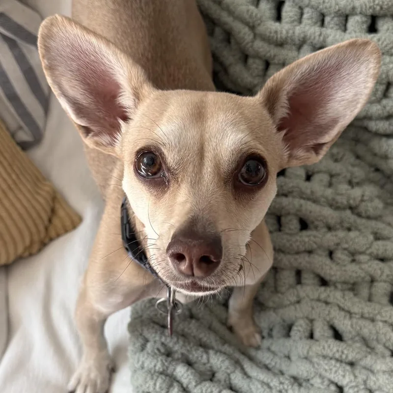 A young small-sized female Apricot / Beige Chihuahua dog named Kiko for adoption in Las Vegas, NV